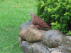 Ruddy Ground Dove (Columbina talpacoti)