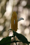Golden Shrimp Plant (Pachystachys lutea)