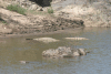 Crocodylus niloticus africanus