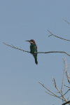 Eurasian Bee-eater (Merops apiaster)