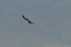 Tawny Eagle Flight