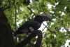 Silver-cheeked Hornbill (Bycanistes brevis)