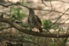 Spotted Morning Thrush (Cichladusa guttata)