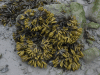 Rockweed (Fucus distichus)