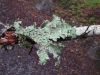 Lettuce Lichen (Lobaria oregana)