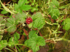 Arctic Raspberry (Rubus arcticus)