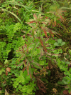Fireweed (Chamaenerion angustifolium)