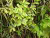 Alaska Blueberry (Vaccinium ovalifolium)