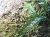 Licorice Fern (Polypodium glycyrrhiza)