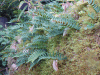 Licorice Fern (Polypodium glycyrrhiza)