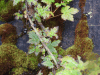 Ribes lacustre