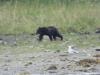 ABC Islands Brown Bear (Ursus arctos sitkensis)