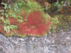 Magellan's Sphagnum (Sphagnum magellanicum)