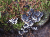 Grey Tooth (Phellodon melaleucus)