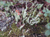 Lipstick Cup Lichen (Cladonia macilenta)