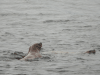 Eastern Steller Sea Lion (Eumetopias jubatus monteriensis)
