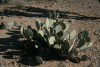 Engelman's Prickly-pear Cactus (Opuntia engelmannii)