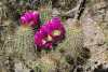 Flowers Engelman's Hedgehog Ssp