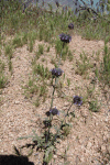 Chia (Salvia columbariae)