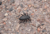 Desert Beetle (Philolithus elatus)