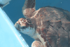 Loggerhead Sea Turtle (Caretta caretta)