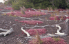 Pink Knotweed (Persicaria capitata)