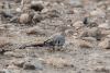 Oena capensis capensis