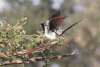 Oena capensis capensis