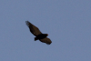 Bateleur Eagle (Terathopius ecaudatus)