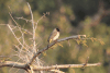 Pycnonotus barbatus