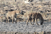 Spotted Hyena (Crocuta crocuta)