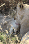 Grooming Lions