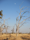 Moon Over Delta Botswana