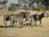 Chapman's Zebra (Equus quagga chapmani)