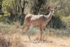 Southern Greater Kudu (Tragelaphus strepsiceros strepsiceros)