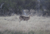 Common Reedbuck (Redunca arundinum arundinum)