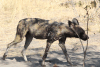 Cape Wild Dog