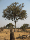 Leadwood (Combretum imberbe)