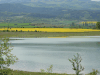 Fields Rapeseed Plants