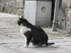 Cats Everywhere Like Balkan