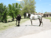 Horses Roaming Freely