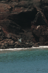 Diving Blue-footed Boobie