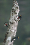 Yellow-tufted Woodpecker (Melanerpes cruentatus)