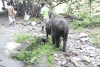 Baby Elephant Way River