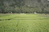 Rice Fields