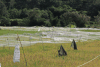 Rice Fields Netting Fluttering