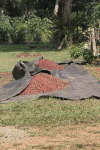 Drying Coffee Beans