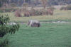 Elephants Grazing Swamp Elephants