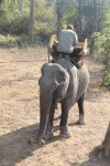 Our Mahout Preparing Saddle