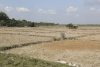 Fallow Rice Fields Harvest